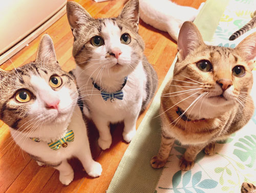 見上げる3匹の猫ちゃん