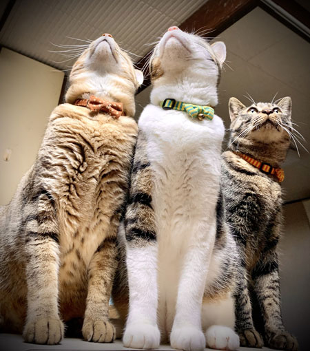 上を向く3匹とトンボ