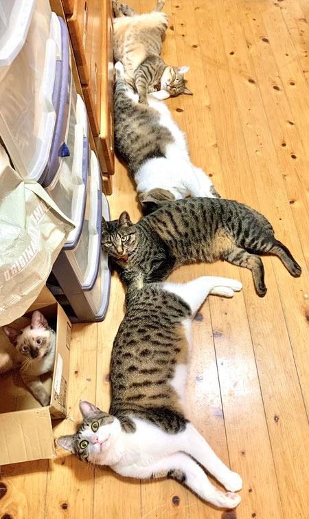 一列猫ちゃん