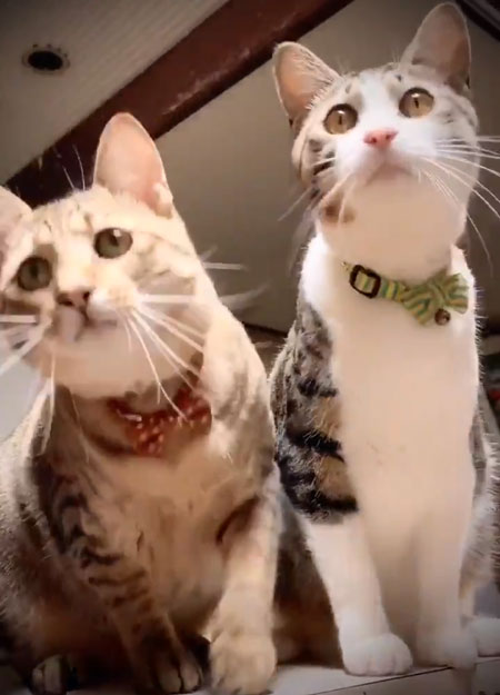 トンボ動画正面を向く猫ちゃん