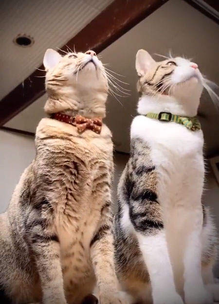 猫
