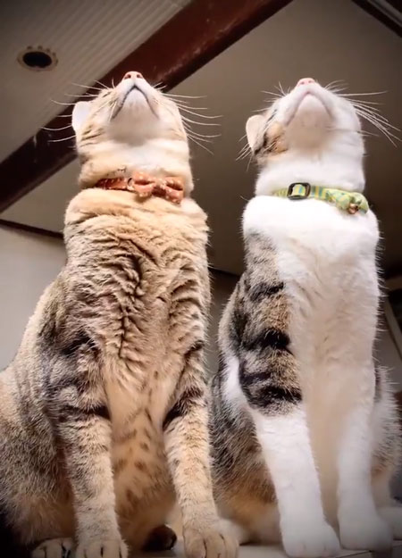 トンボ動画上を見る猫ちゃん