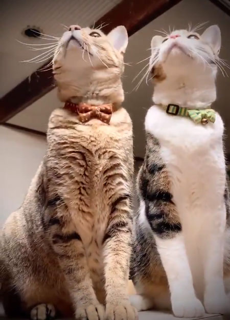 トンボ動画左上を見る猫ちゃん