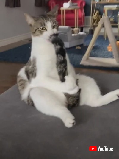 座ってお手入れネコちゃん