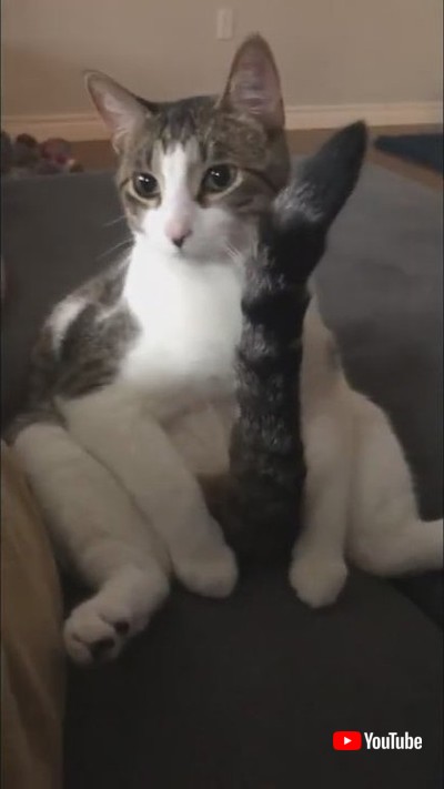 座ってお手入れネコちゃん