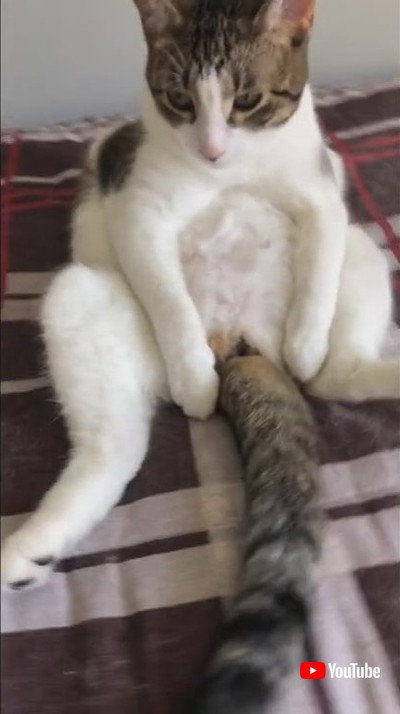 座ってお手入れネコちゃん