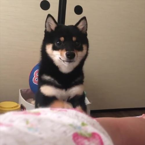 犬