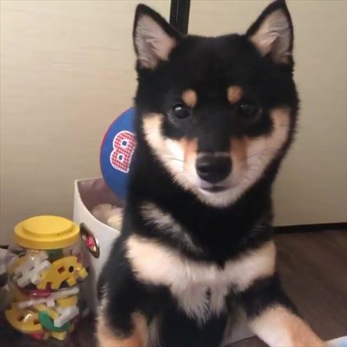 犬