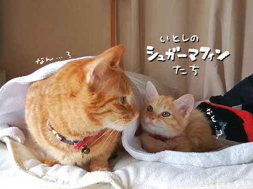 やちちゃんとちよちゃん