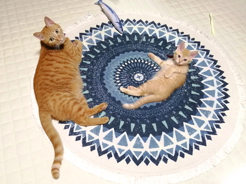 カーペットにいるやっちゃんちよちゃん