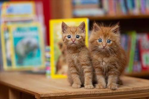 子猫がいる本屋さん
