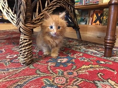 子猫がいる本屋さん