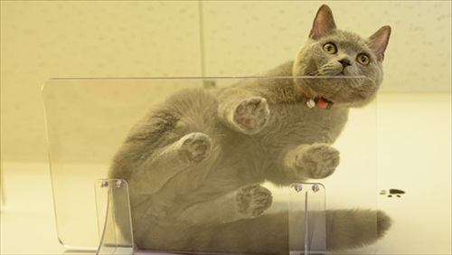 キャットステップ