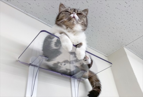 キャットステップ