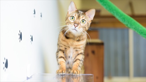 キャットステップ