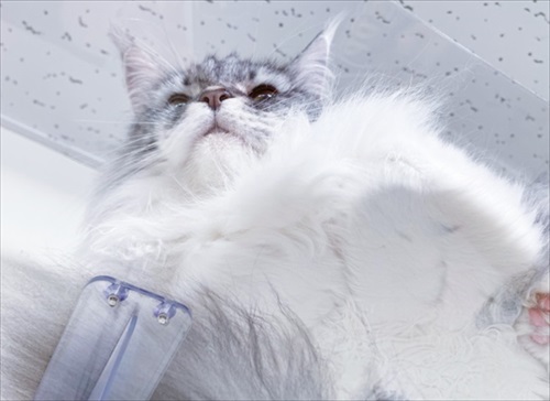 キャットステップ