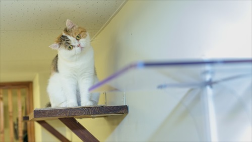 キャットステップ