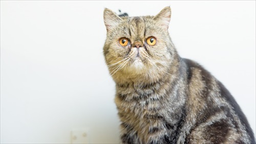 キャットステップ