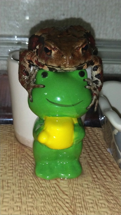 回転寿司に来たカエルのお客さん