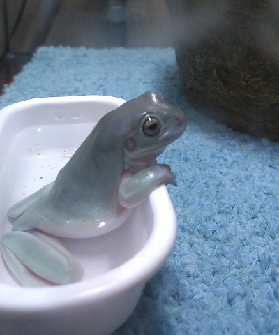 回転寿司に来たカエルのお客さん