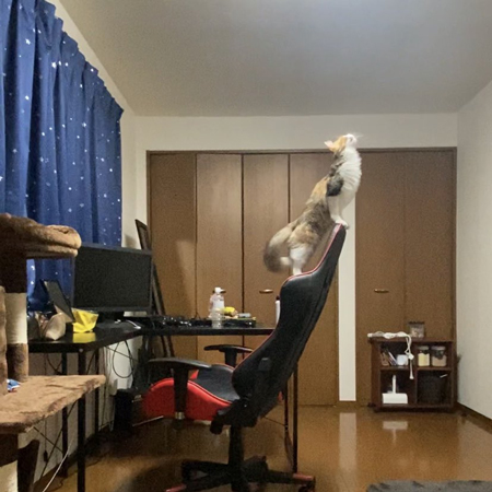 気高い猫ちゃん