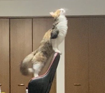 気高い猫ちゃんアップ