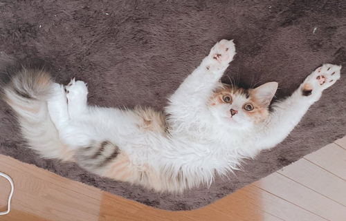 あおむけ猫ちゃん