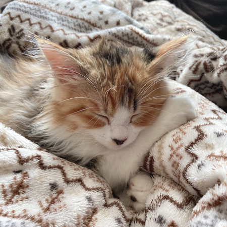 お昼寝中あんずちゃん