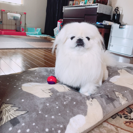 気高い猫ちゃん