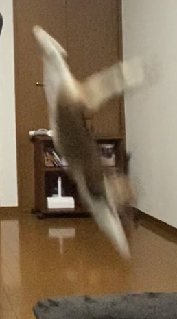 2秒後の見事なフォームアップ