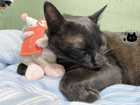 黒猫 ろん 猫と一緒に寝る おもしろくて最高 漫画