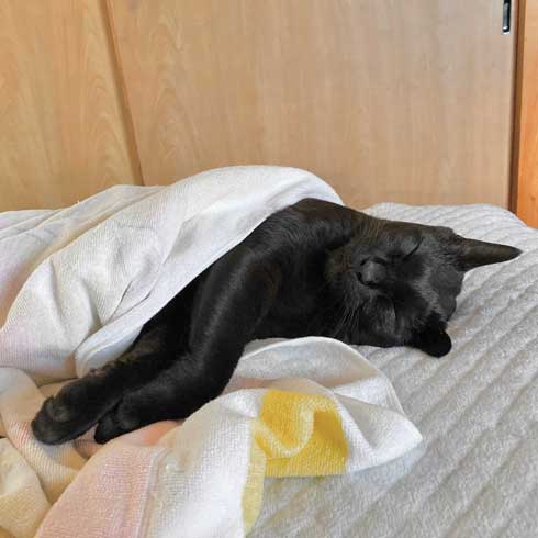 黒猫 ろん 猫と一緒に寝る おもしろくて最高 漫画