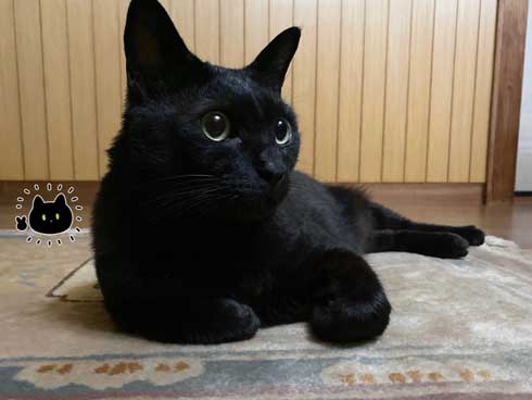 黒猫 ろん 猫と一緒に寝る おもしろくて最高 漫画