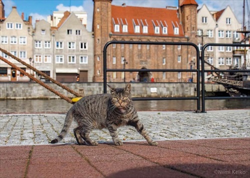 世界の旅猫カレンダー