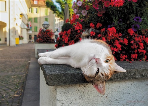 世界の旅猫カレンダー