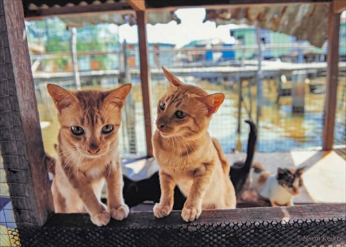 世界の旅猫カレンダー