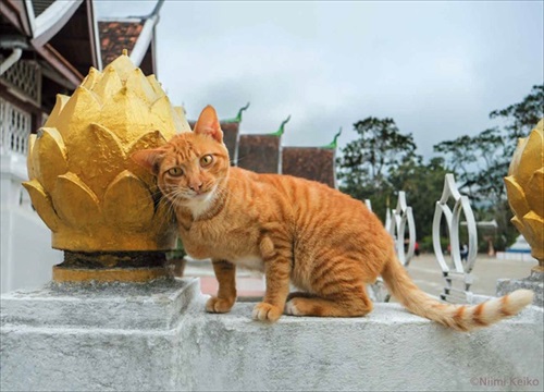 世界の旅猫カレンダー