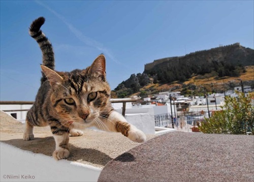 世界の旅猫カレンダー