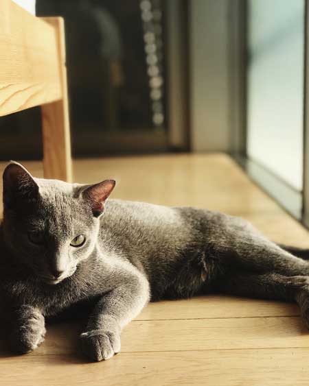 美しすぎる 猫 美猫 きれい ロシアンブルー 写真