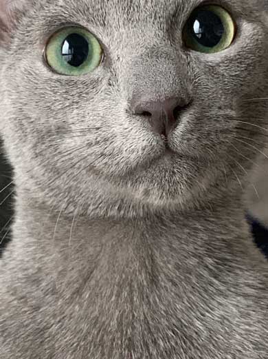 美しすぎる 猫 美猫 きれい ロシアンブルー 写真