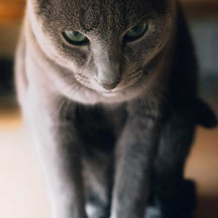 美しすぎる 猫 美猫 きれい ロシアンブルー 写真