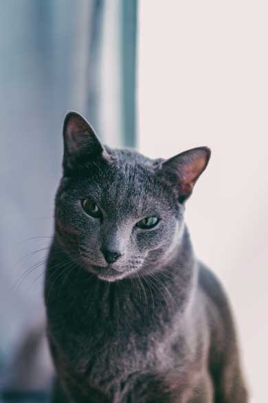 美しすぎる 猫 美猫 きれい ロシアンブルー 写真