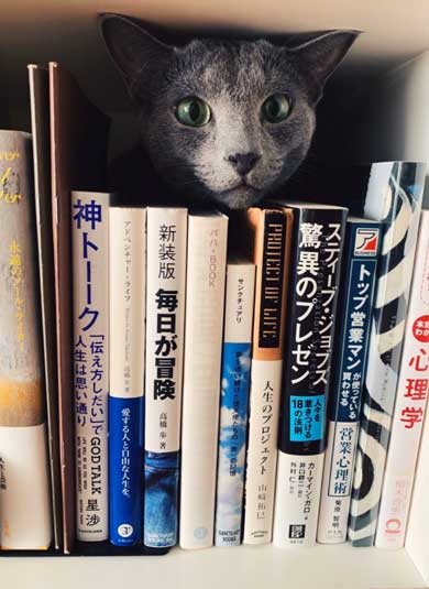 美しすぎる 猫 美猫 きれい ロシアンブルー 写真