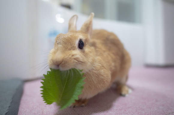 大葉もぐもぐとんかつちゃん
