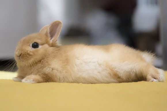 昔のとんかつちゃん