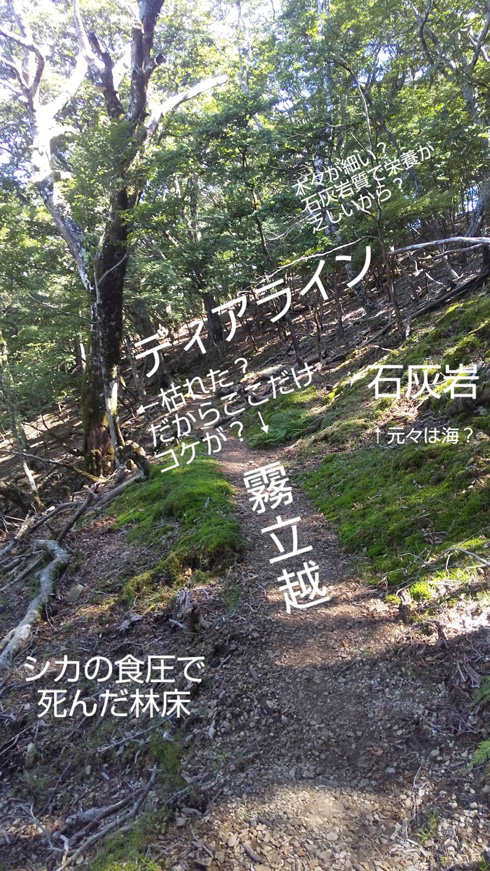 山中の風景を不思議に思う感性で見た場合