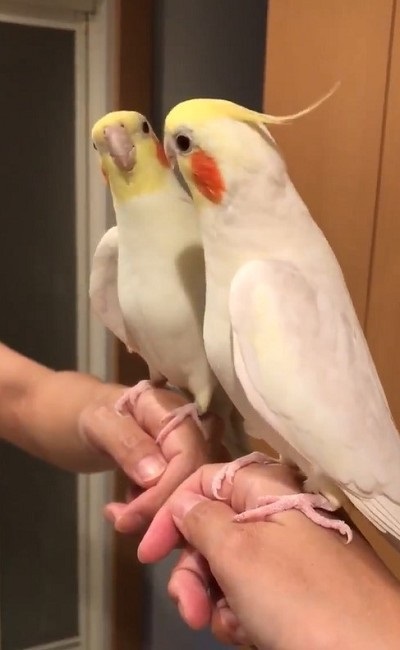 ノリノリで歌うインコさん