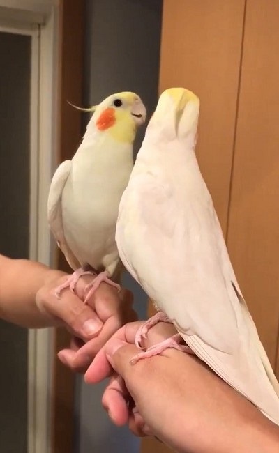 ノリノリで歌うインコさん