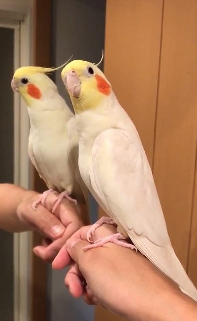 ノリノリで歌うインコさん