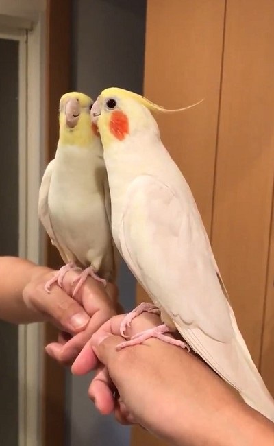 ノリノリで歌うインコさん